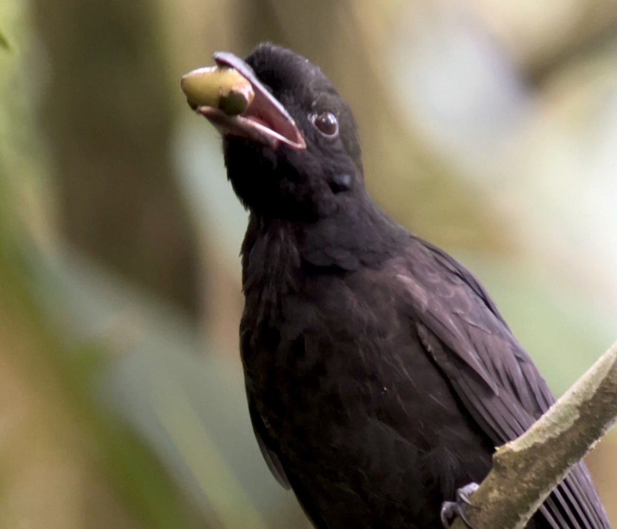 Bare-necked Umbrellabird - ML538083791