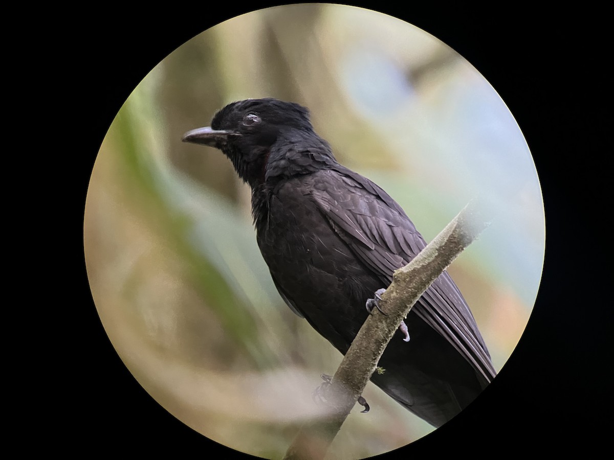 Bare-necked Umbrellabird - ML538083801