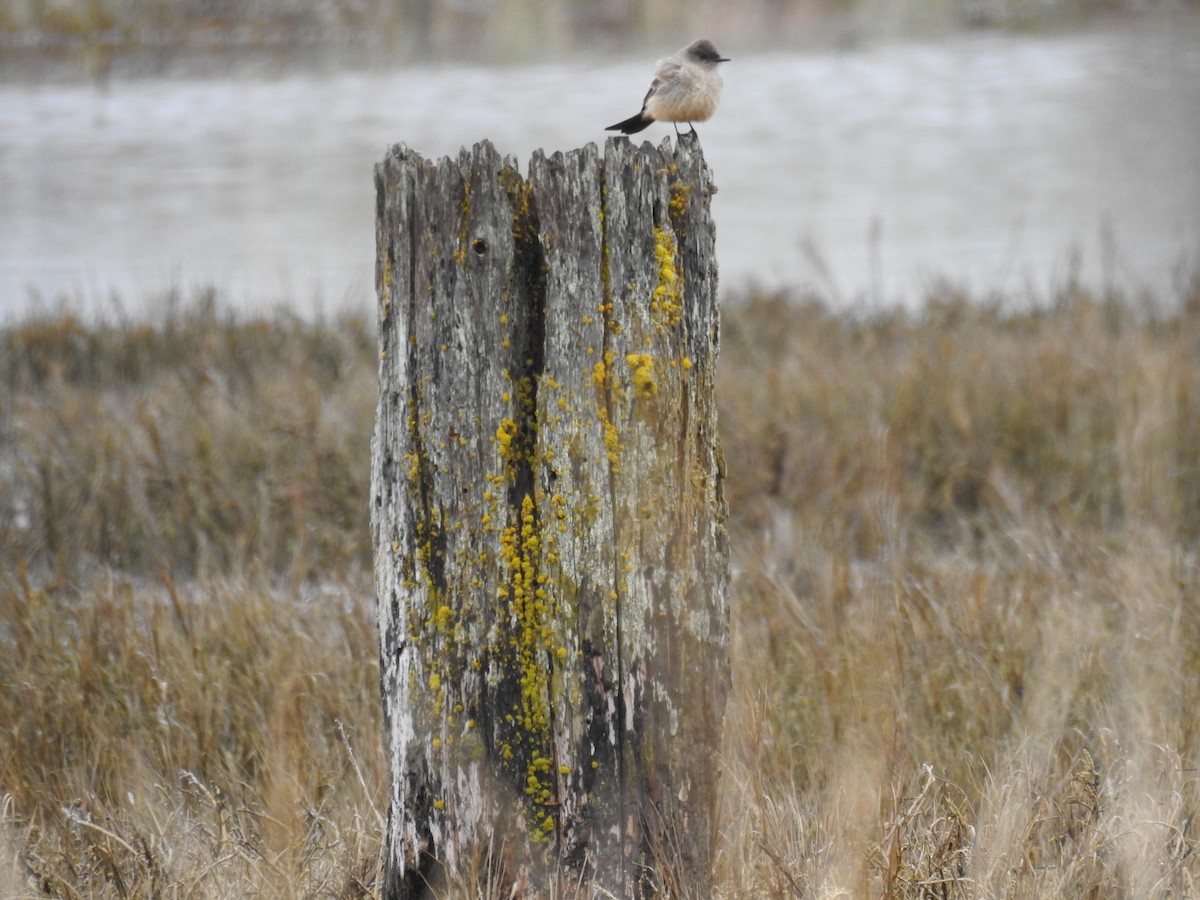 Say's Phoebe - ML53808411