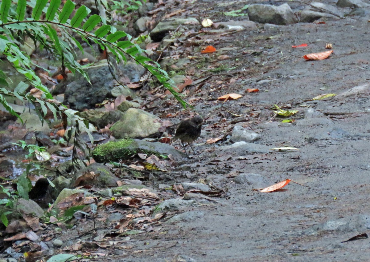 Moustached Antpitta - ML538084121