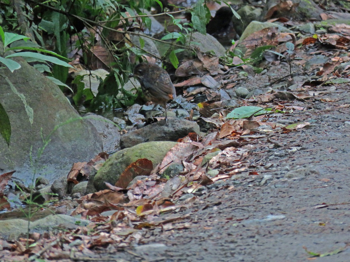 Moustached Antpitta - ML538084131