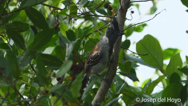 Black-crested Antshrike - ML538084161