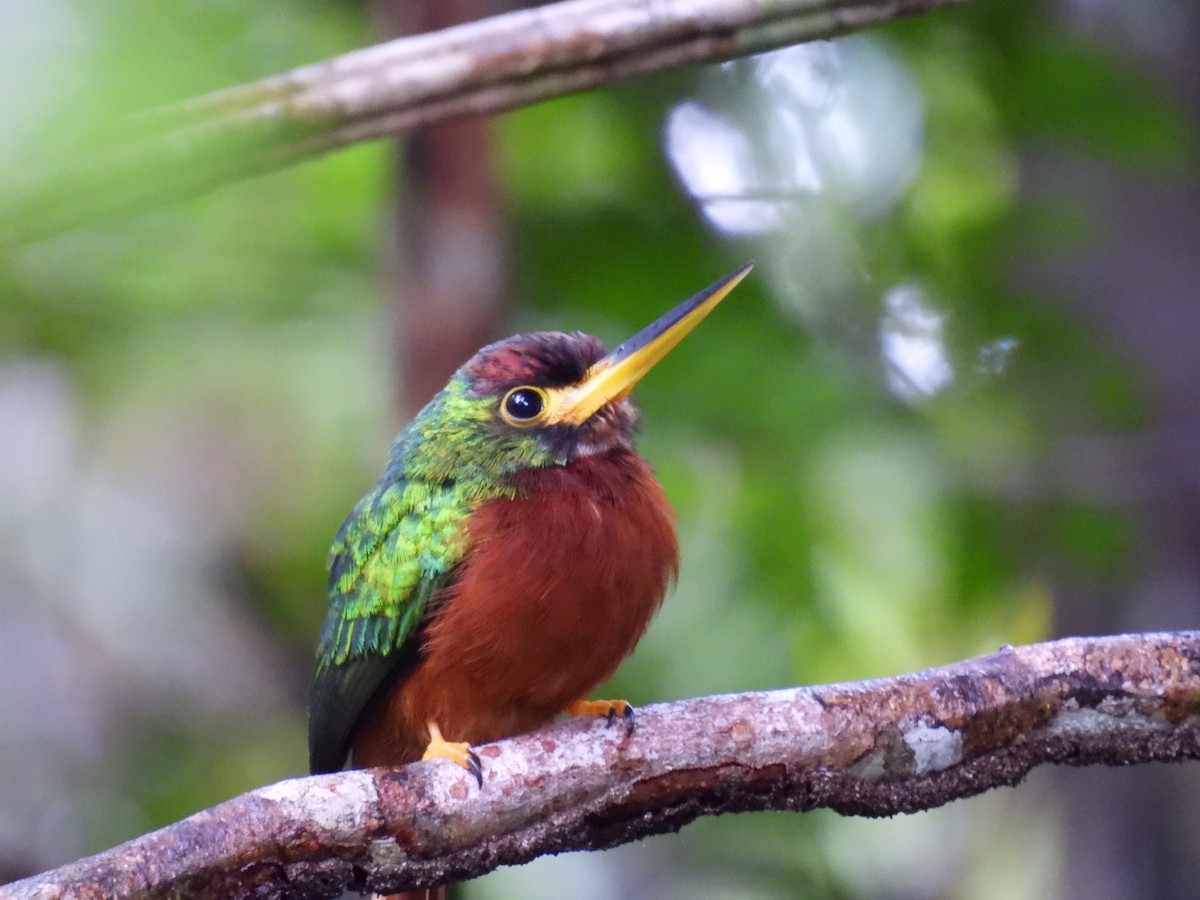 Yellow-billed Jacamar - Anonymous