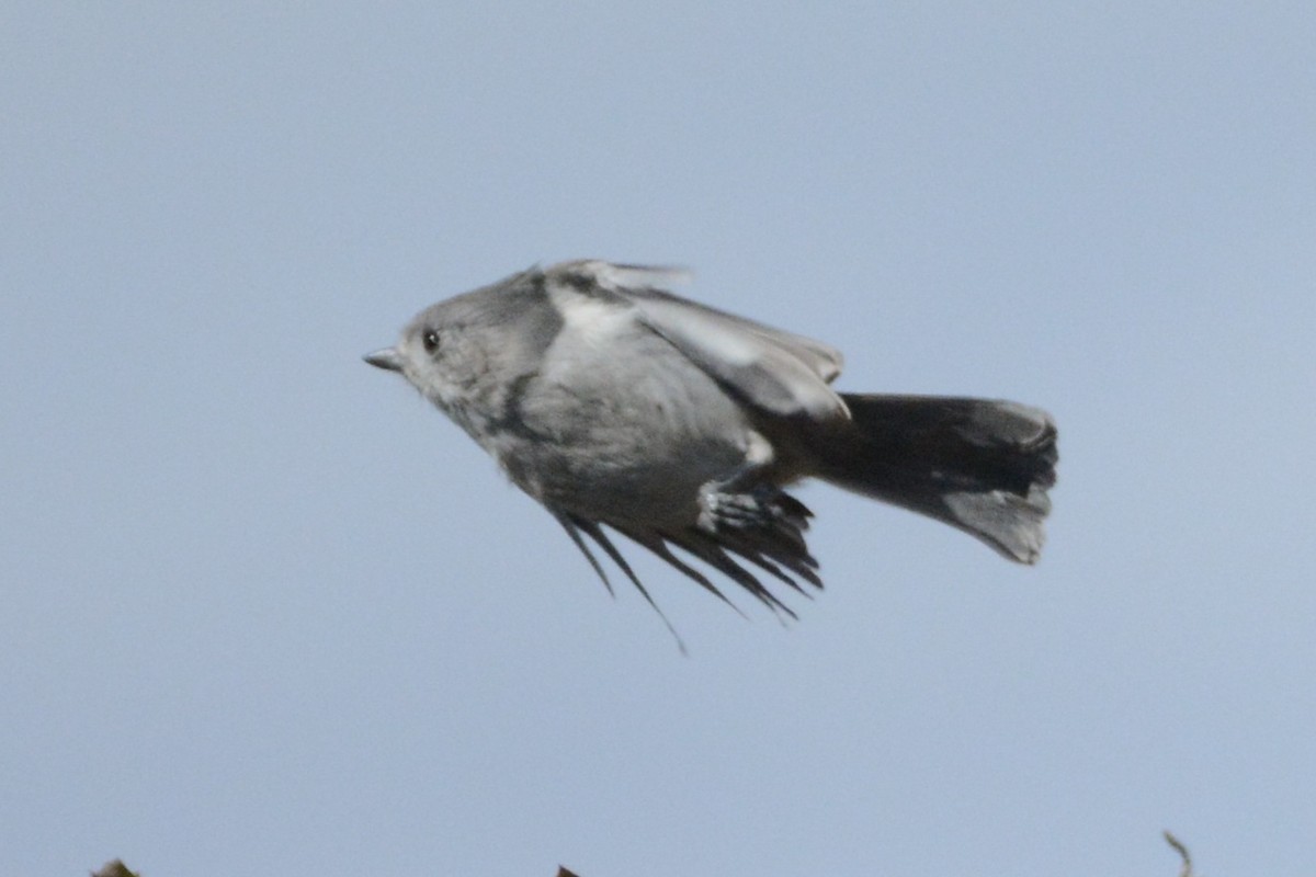 Mésange des genévriers - ML538085041