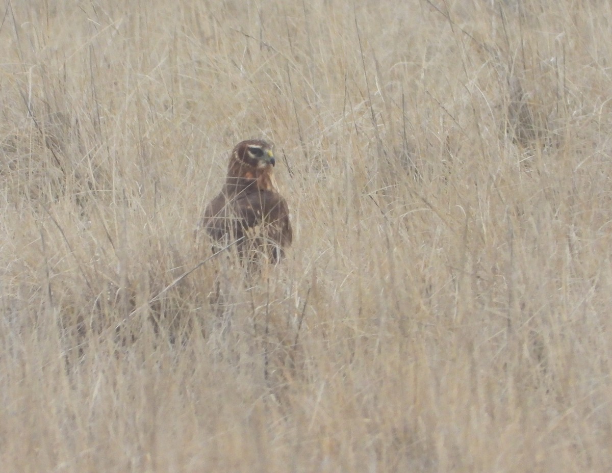 Northern Harrier - ML538085381