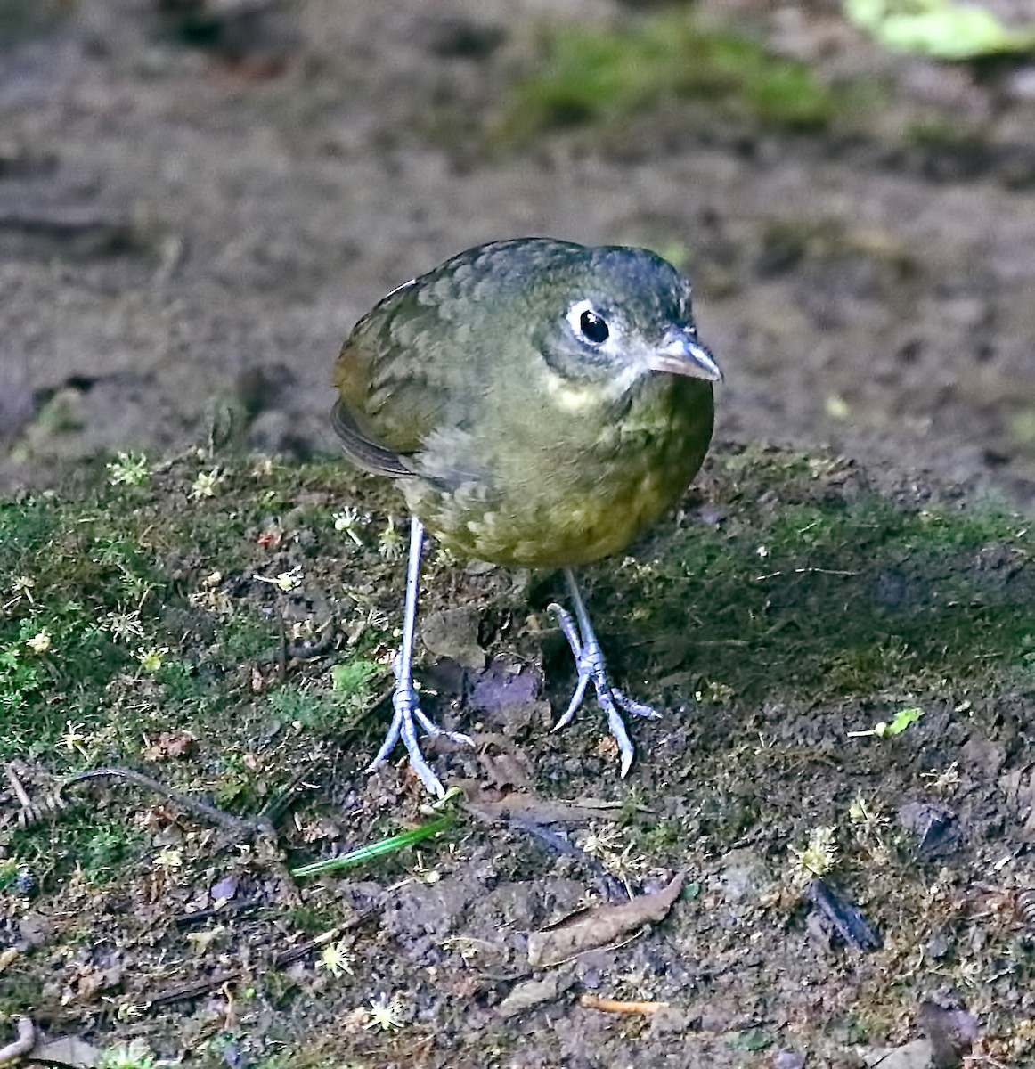 Plain-backed Antpitta - ML53808551