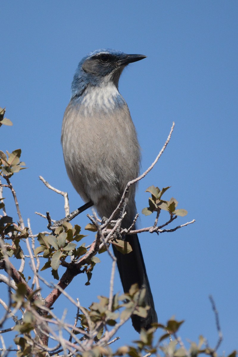 Woodhouse's Scrub-Jay - ML538085511