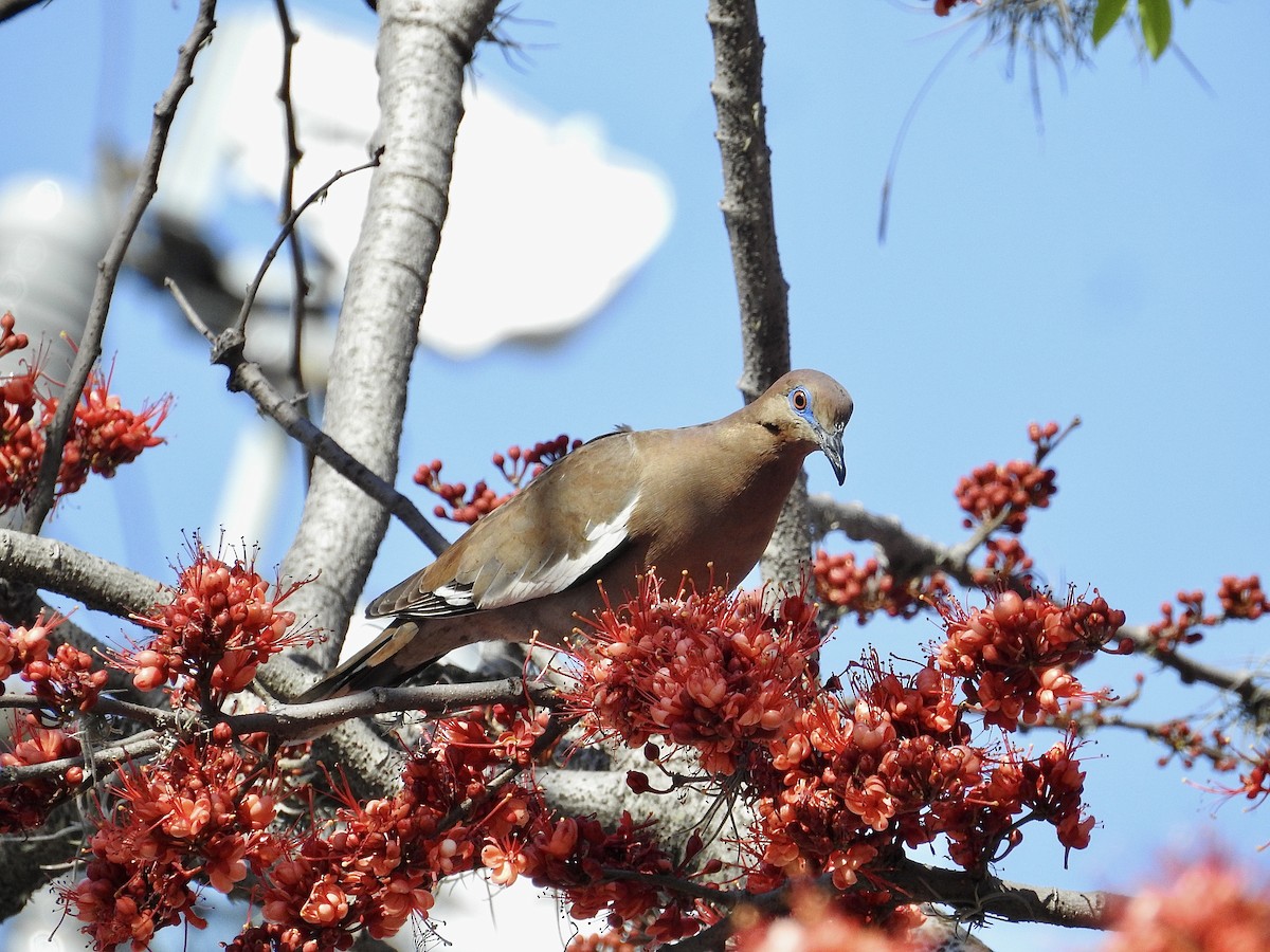 White-winged Dove - ML538085831