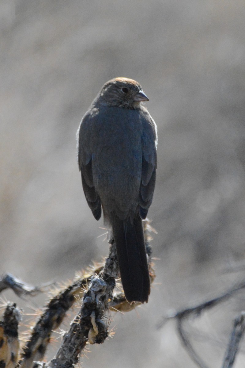 Canyon Towhee - ML538086061