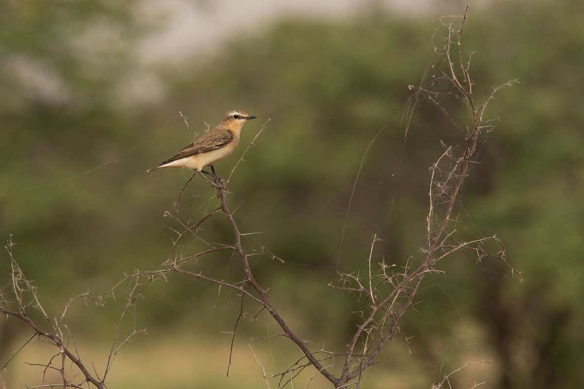 ハシグロヒタキ（oenanthe／libanotica） - ML538086151