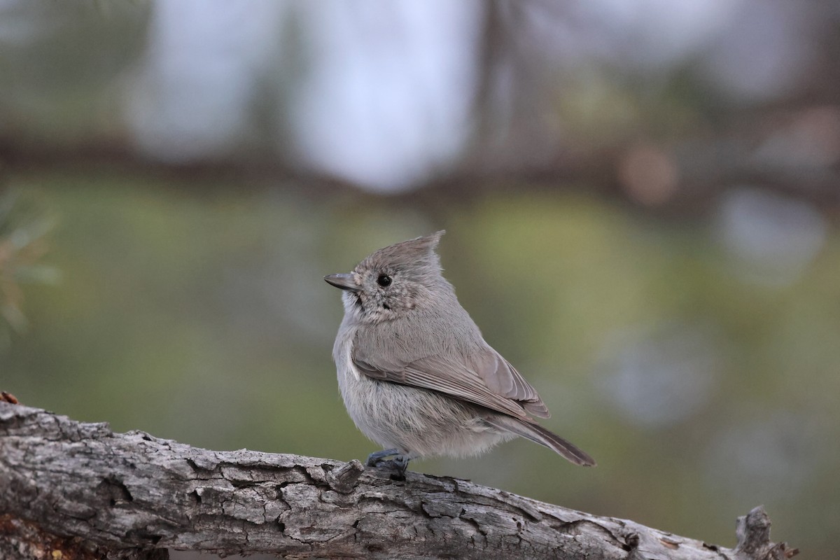 Juniper Titmouse - ML538086941