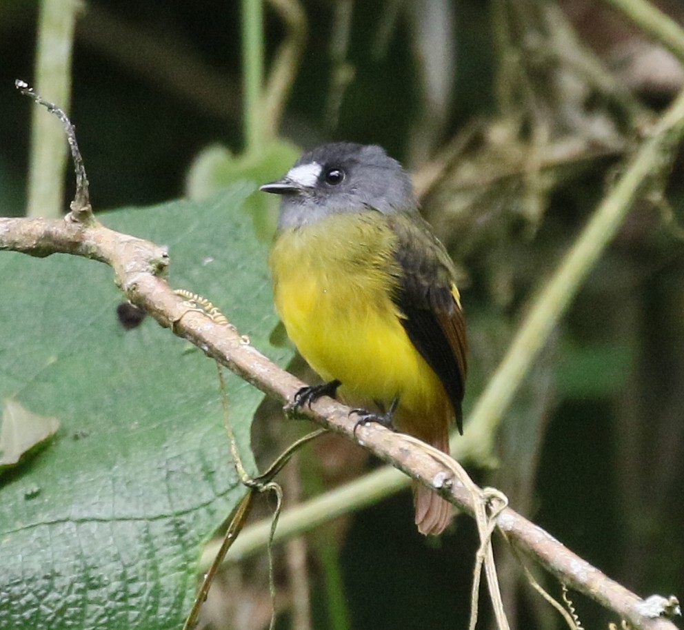 Ornate Flycatcher - ML53808781