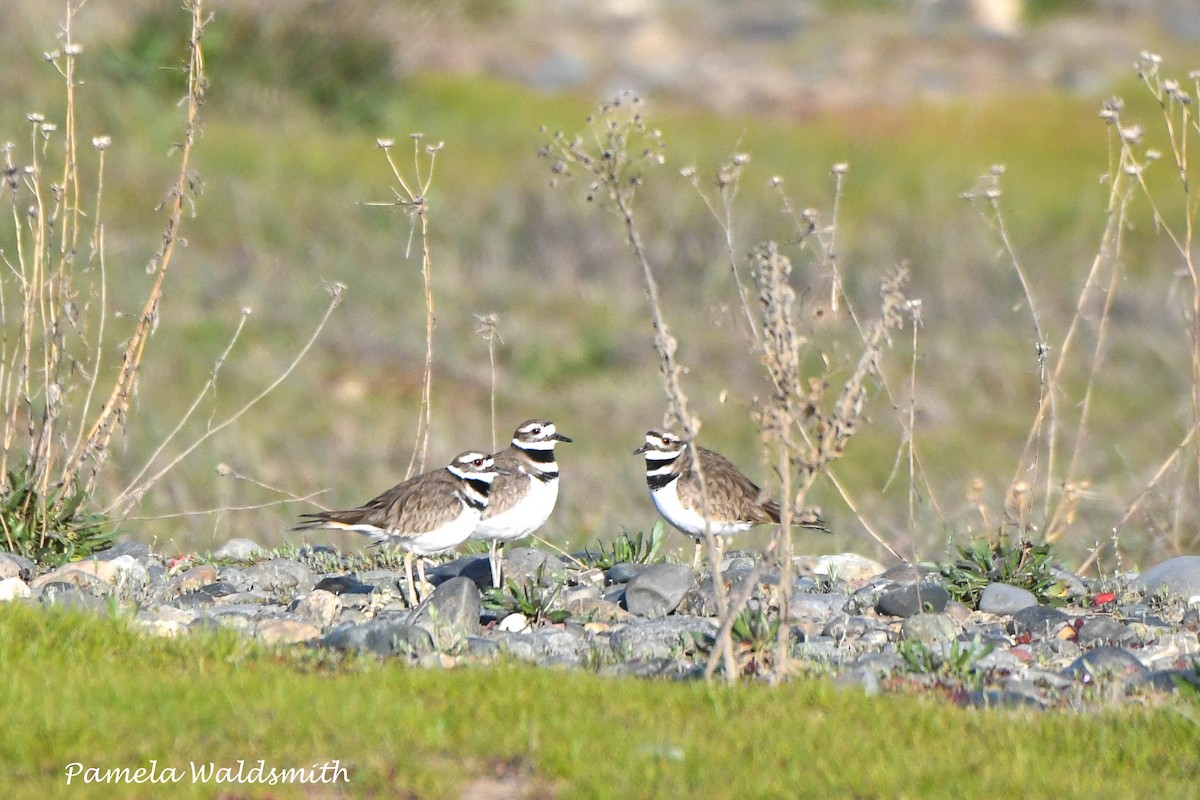 Killdeer - PAMELA WALDSMITH