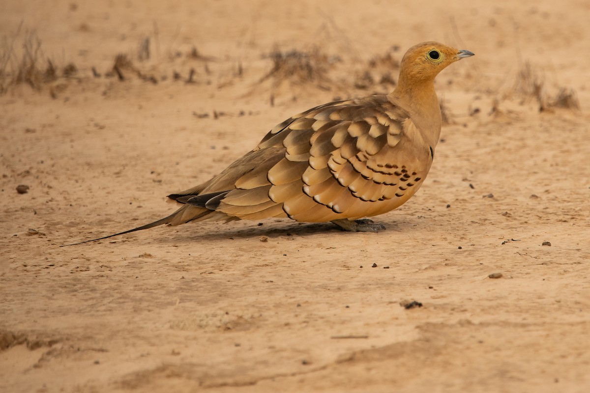 Chestnut-bellied Sandgrouse (African) - ML538090661