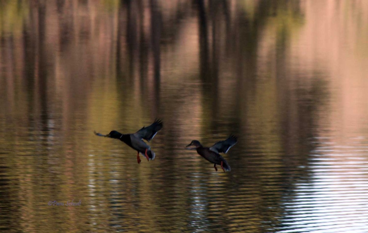 Canard colvert - ML538090771