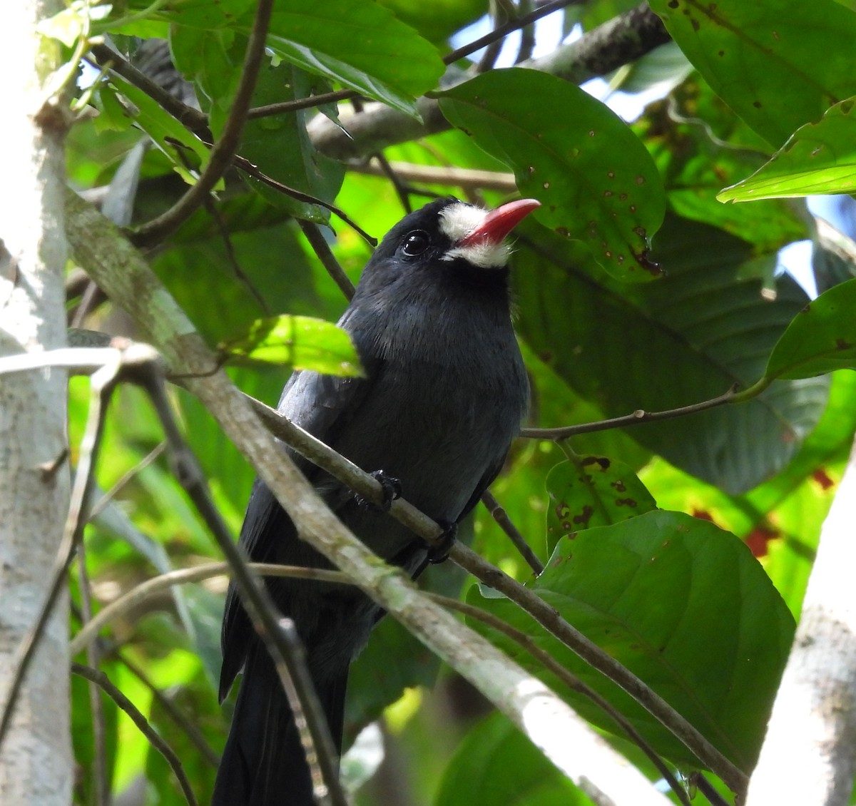 White-fronted Nunbird - Anonymous