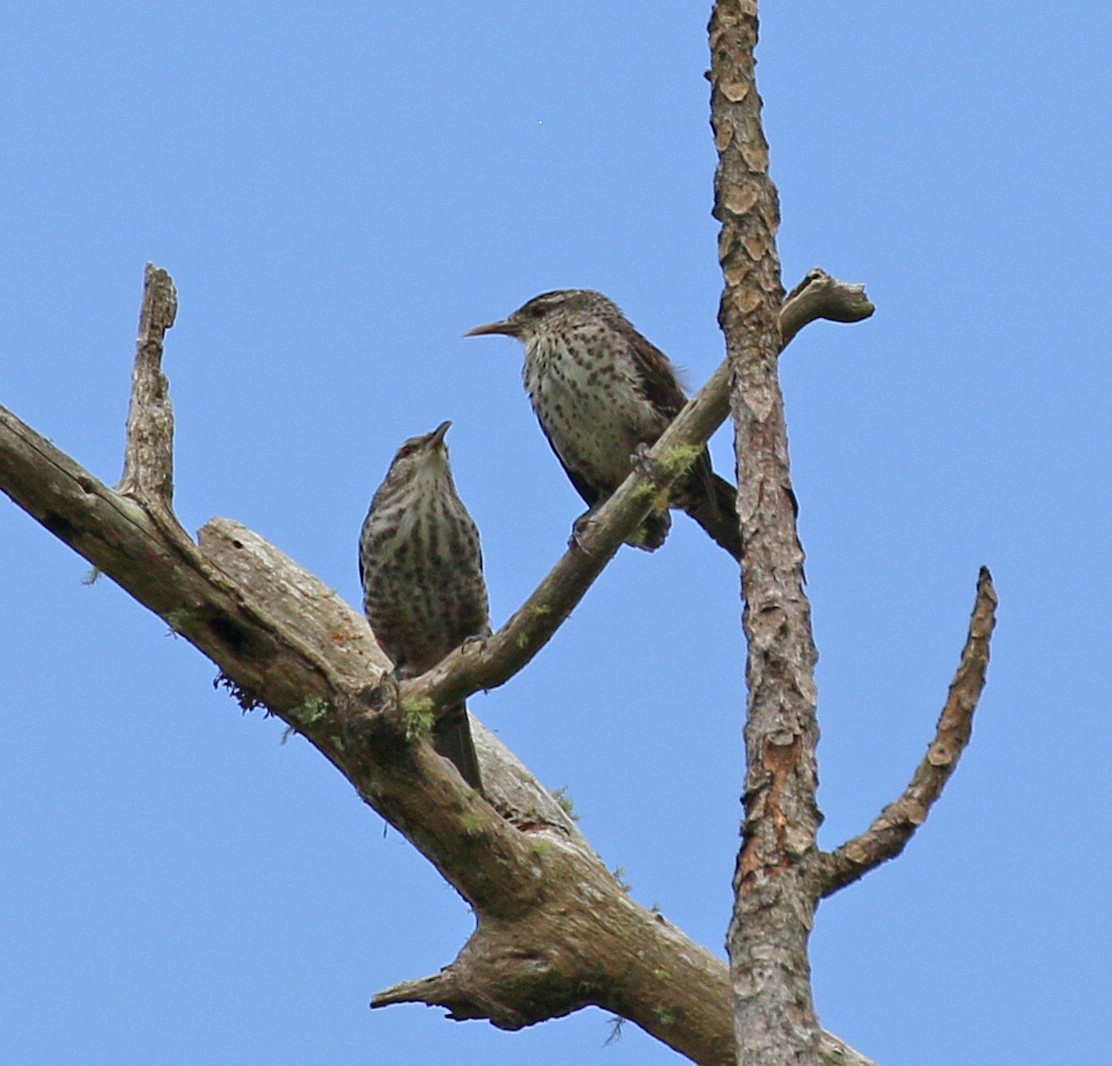 Thrush-like Wren - ML53809171