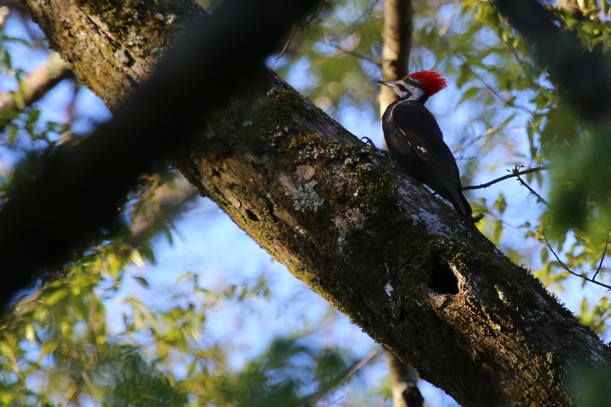 Pileated Woodpecker - ML53809271