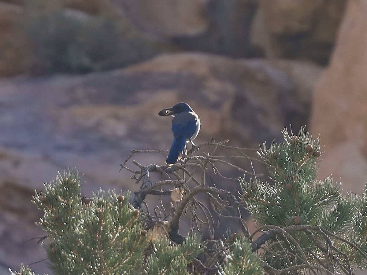 California Scrub-Jay - Joseph Zarki