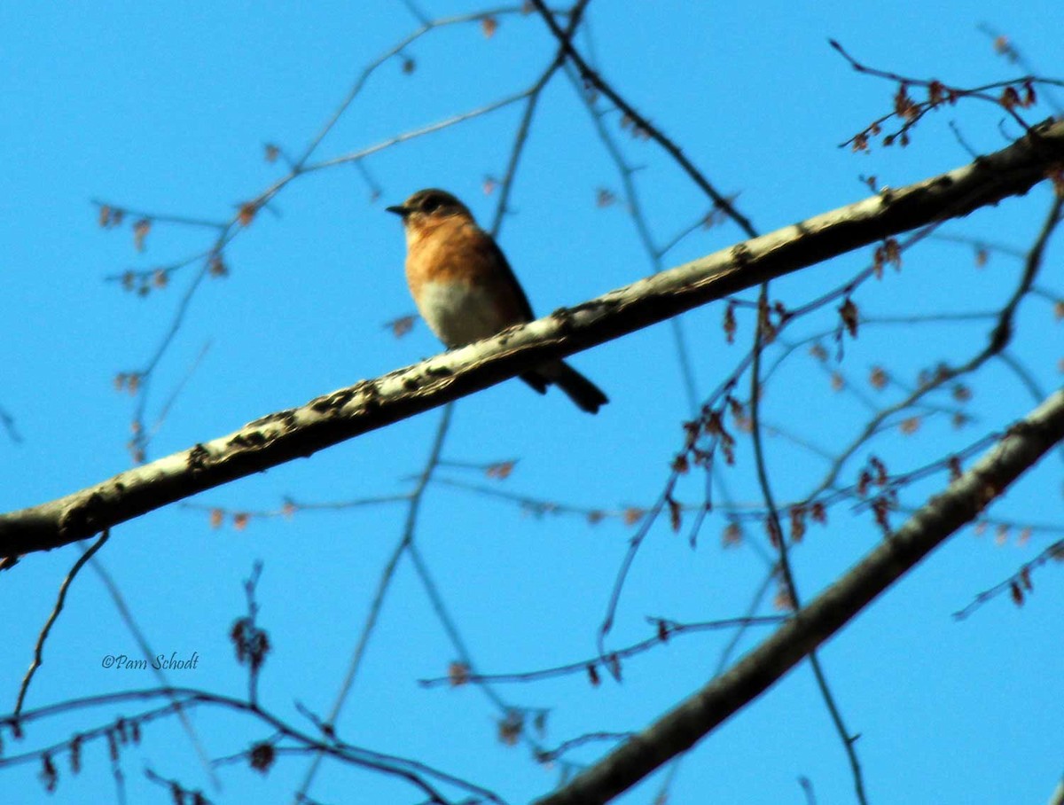 Eastern Bluebird - ML538093731