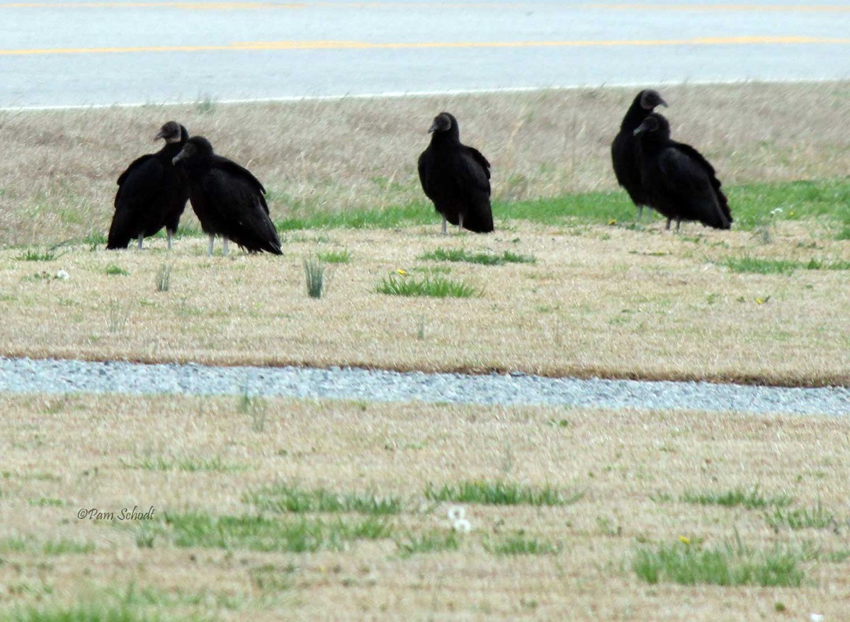 Black Vulture - ML538095681