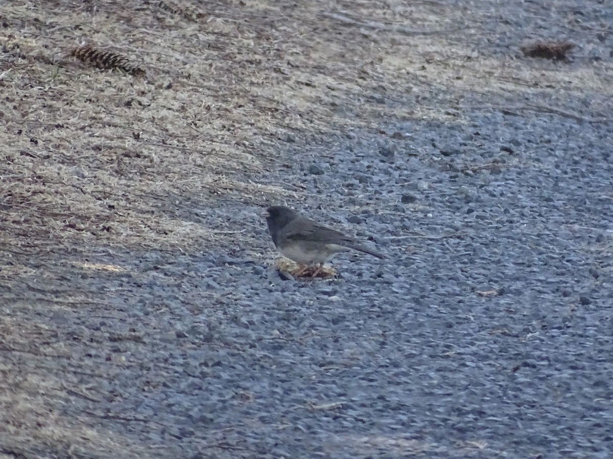 Dark-eyed Junco (cismontanus) - Shey Claflin