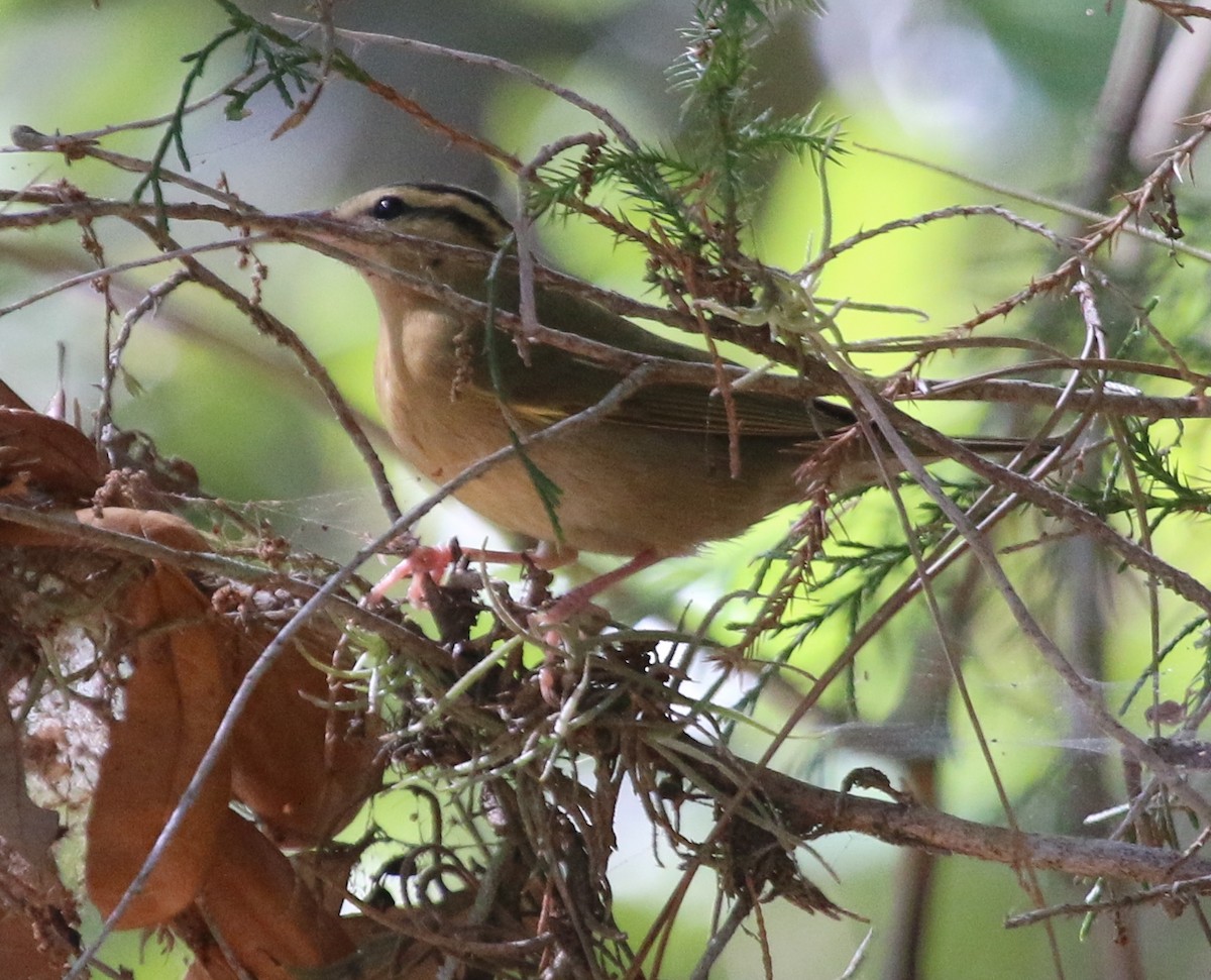 Worm-eating Warbler - ML53809641