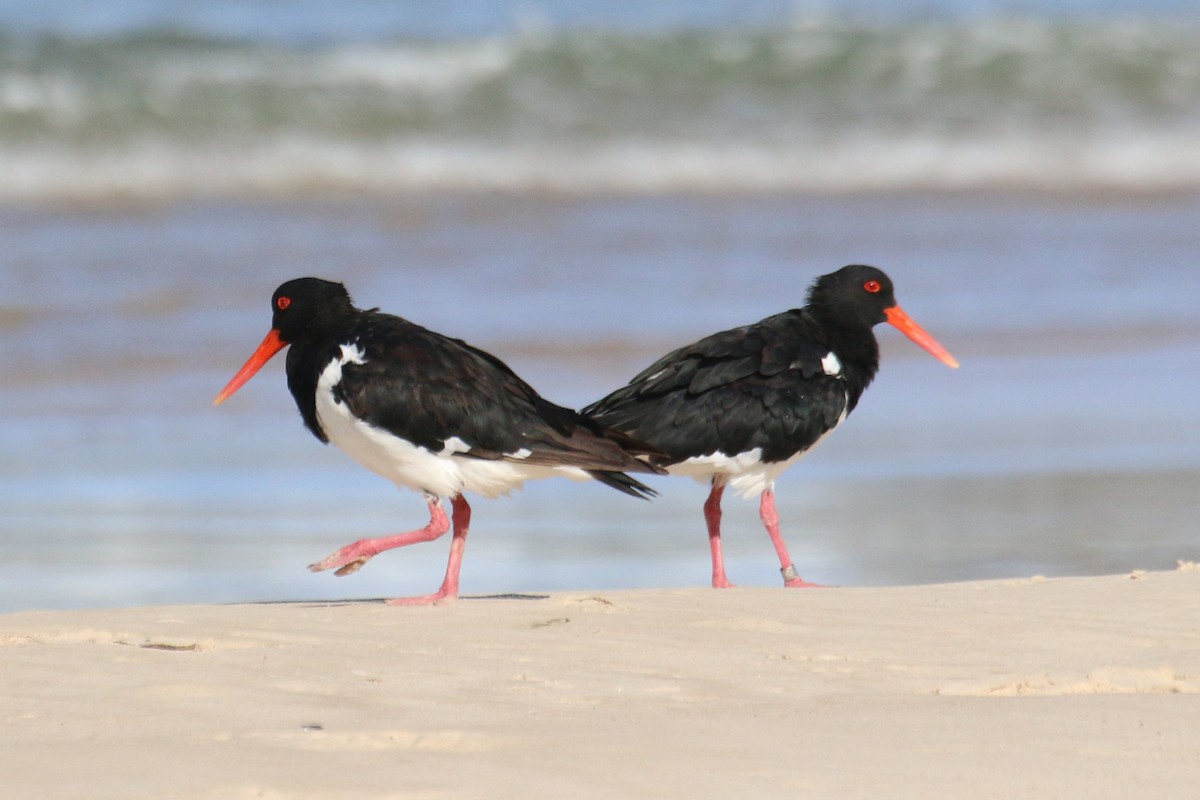 Pied Oystercatcher - Leith Woodall