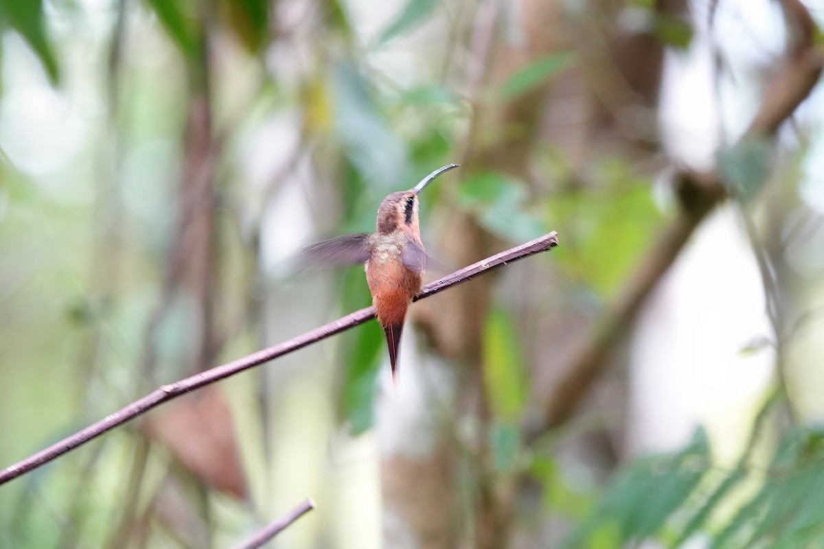 Reddish Hermit - ML538096621