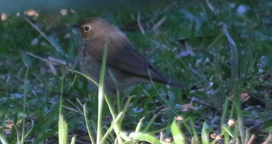 Swainson's Thrush - ML53809721