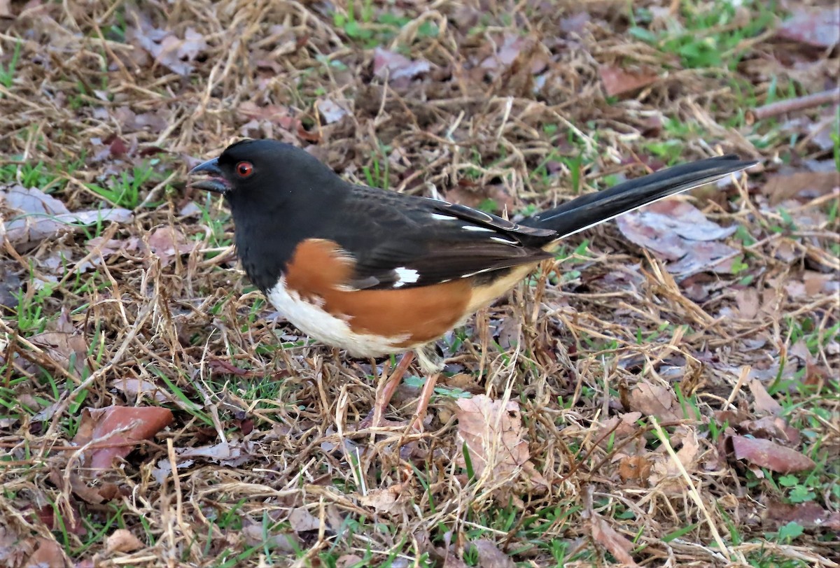 pipilo rudooký - ML538097651