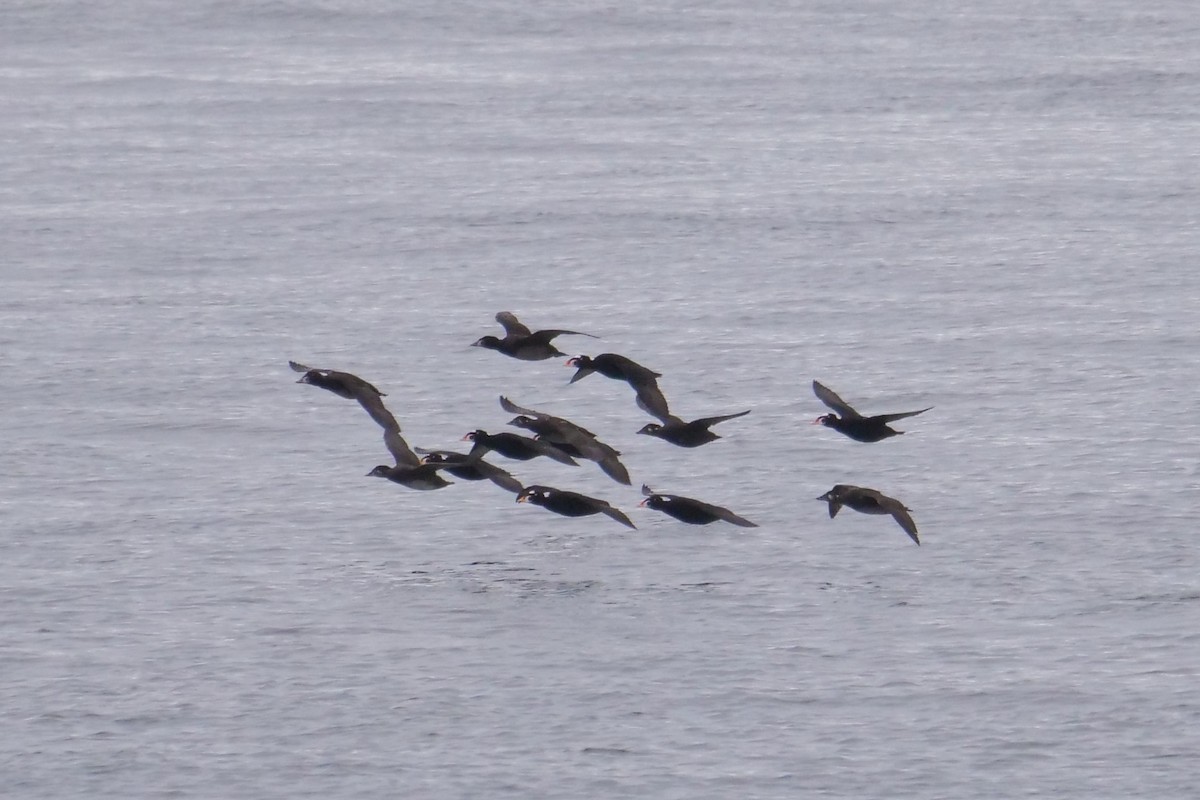 Surf Scoter - ML538098031