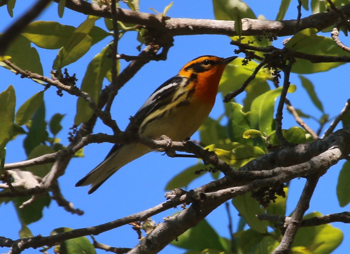 Blackburnian Warbler - ML53809841