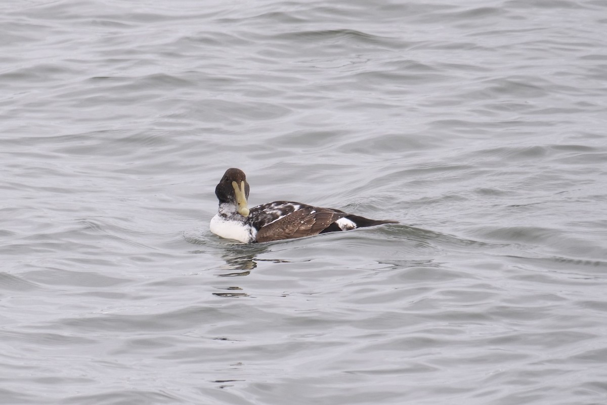 Common Eider - ML538098641