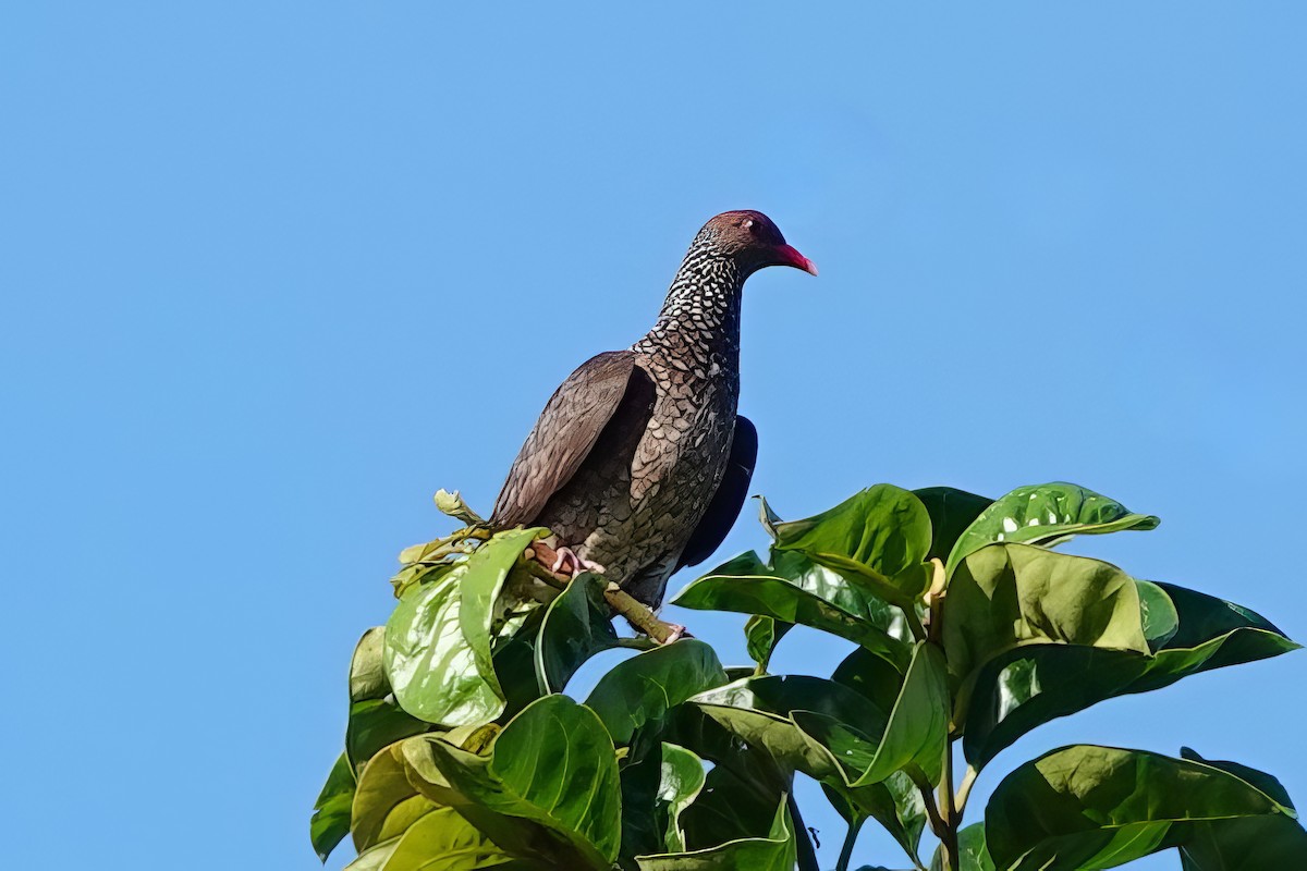 Scaled Pigeon - ML538100581