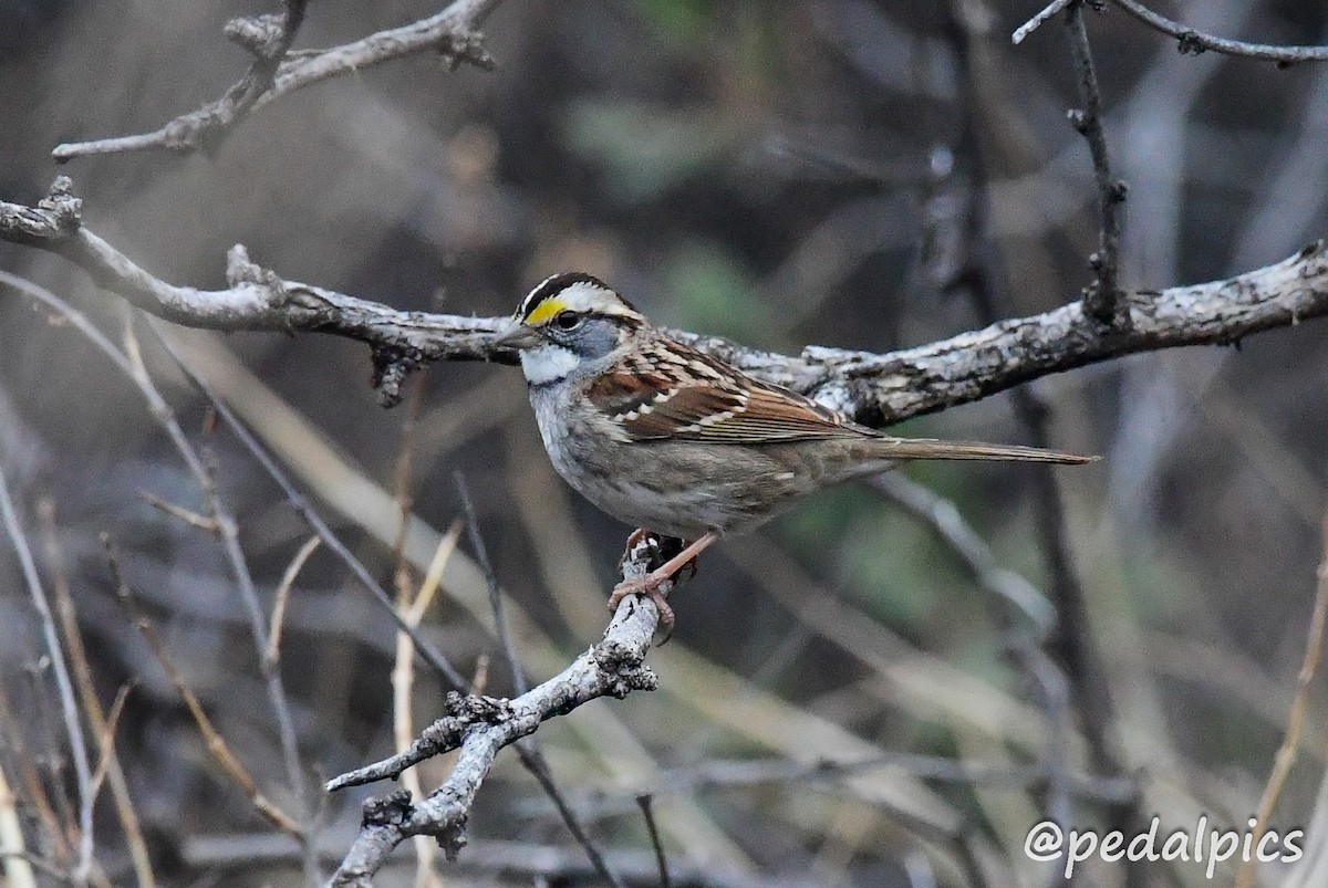 White-throated Sparrow - ML538102091