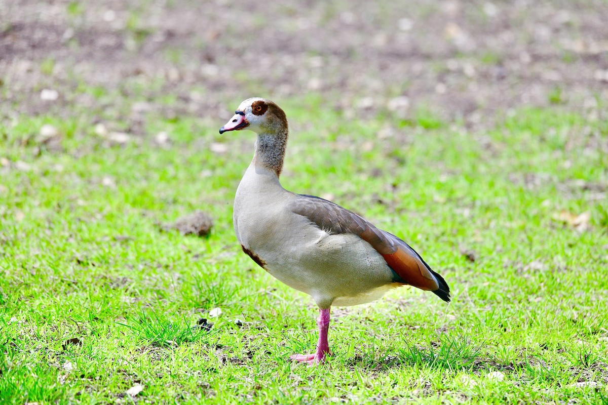 Egyptian Goose - Ardell Winters