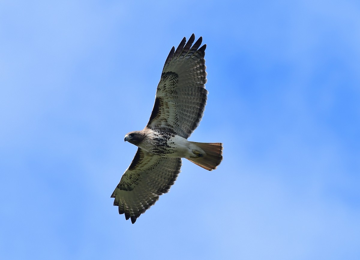 Red-tailed Hawk - ML538103241
