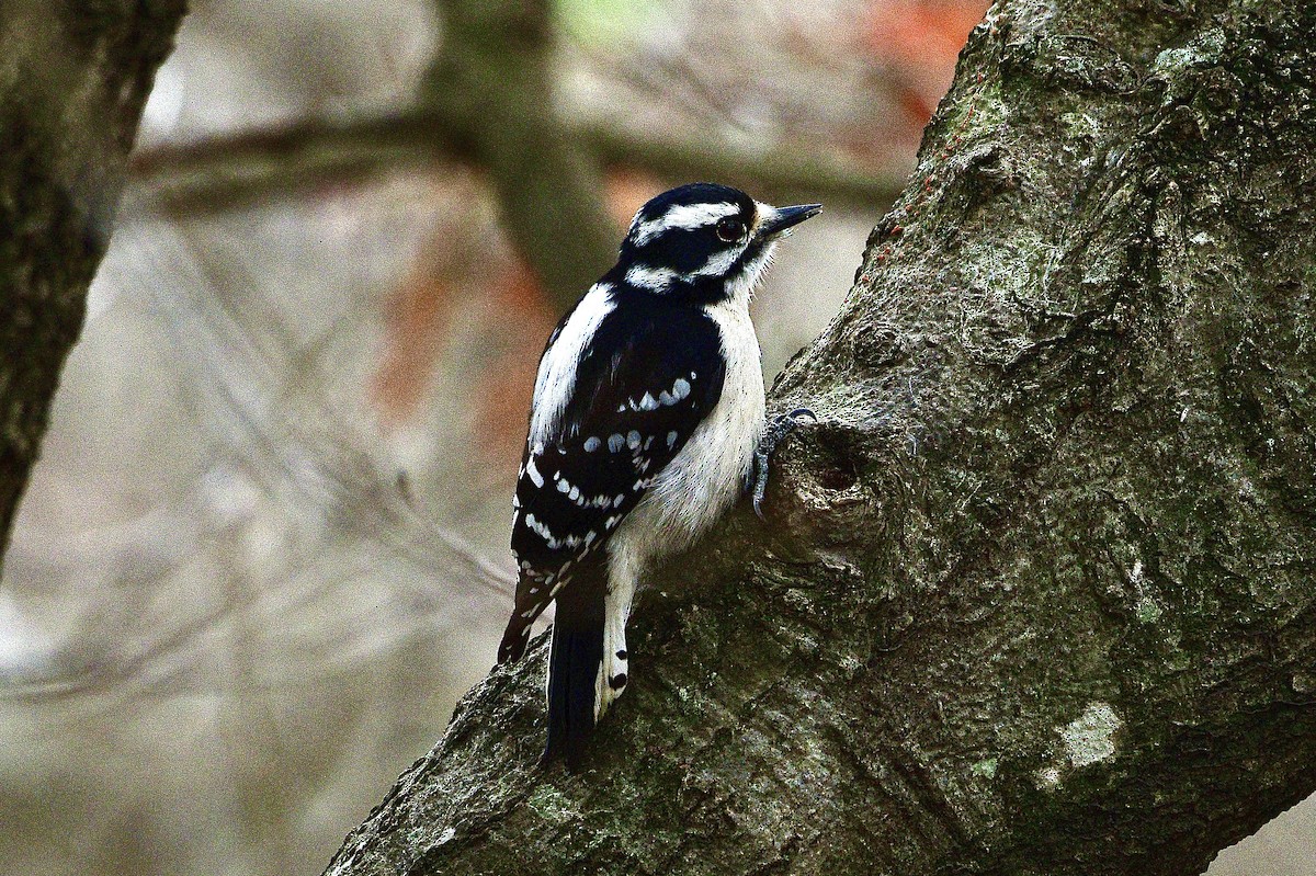 Downy Woodpecker - ML538103271