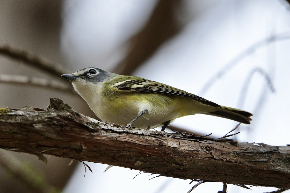 Mavi Başlı Vireo - ML538103461