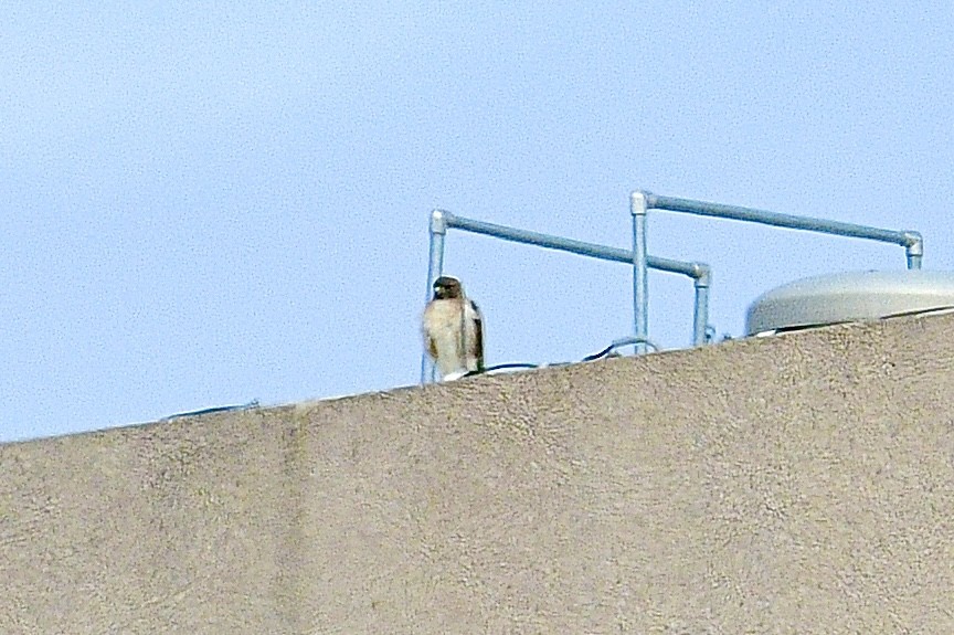 Red-tailed Hawk - ML538103551