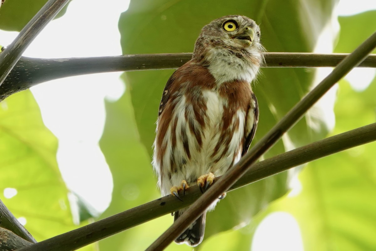 Least Pygmy-Owl - ML538103981