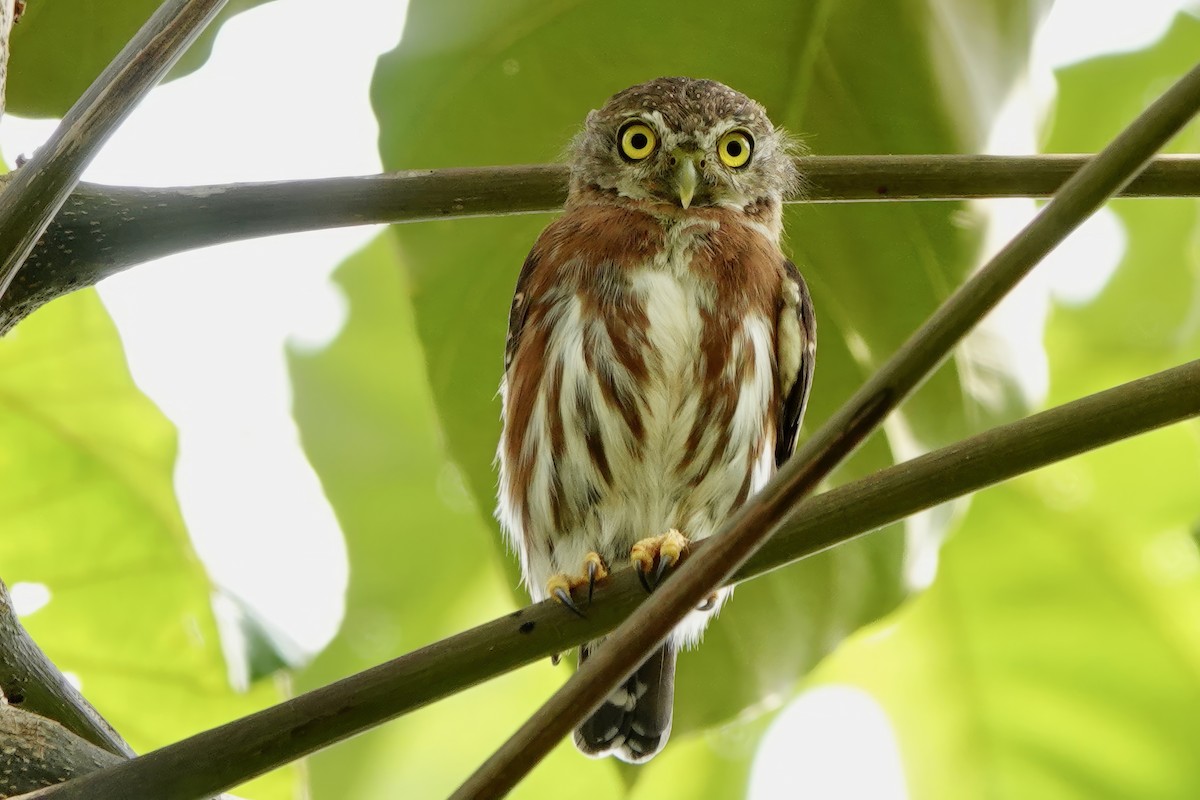 Least Pygmy-Owl - ML538103991