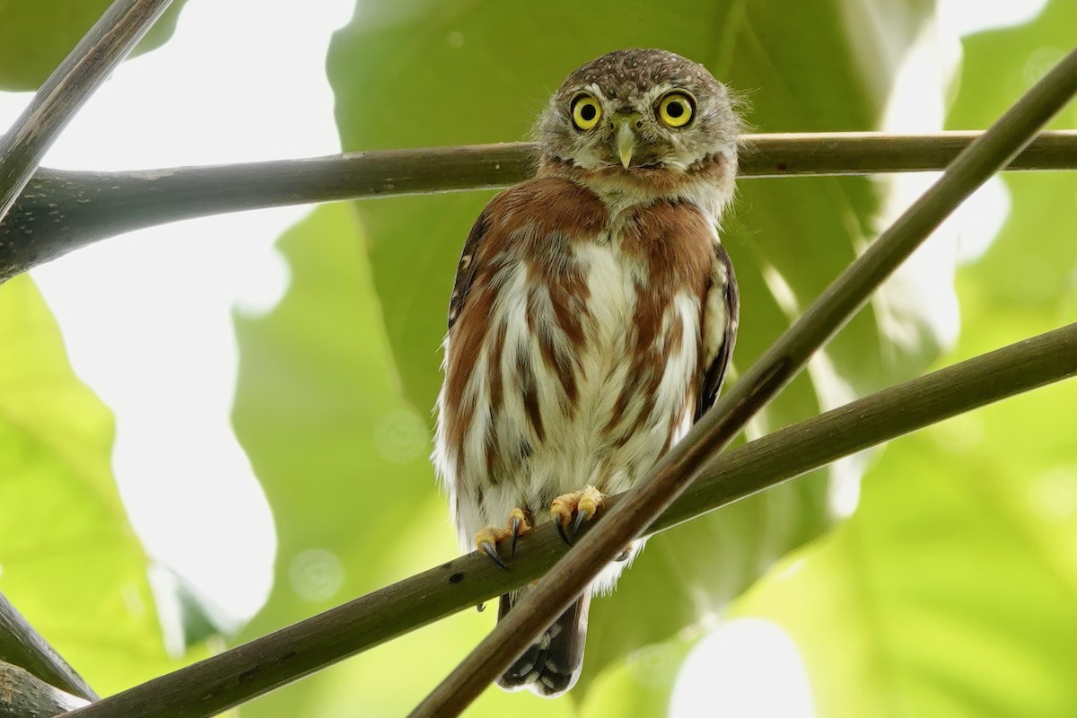 Least Pygmy-Owl - ML538104001