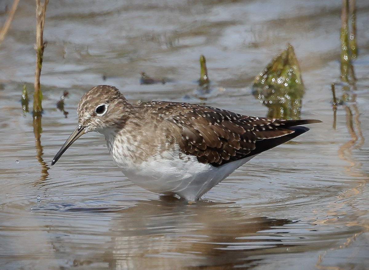 Solitary Sandpiper - Jill Dale