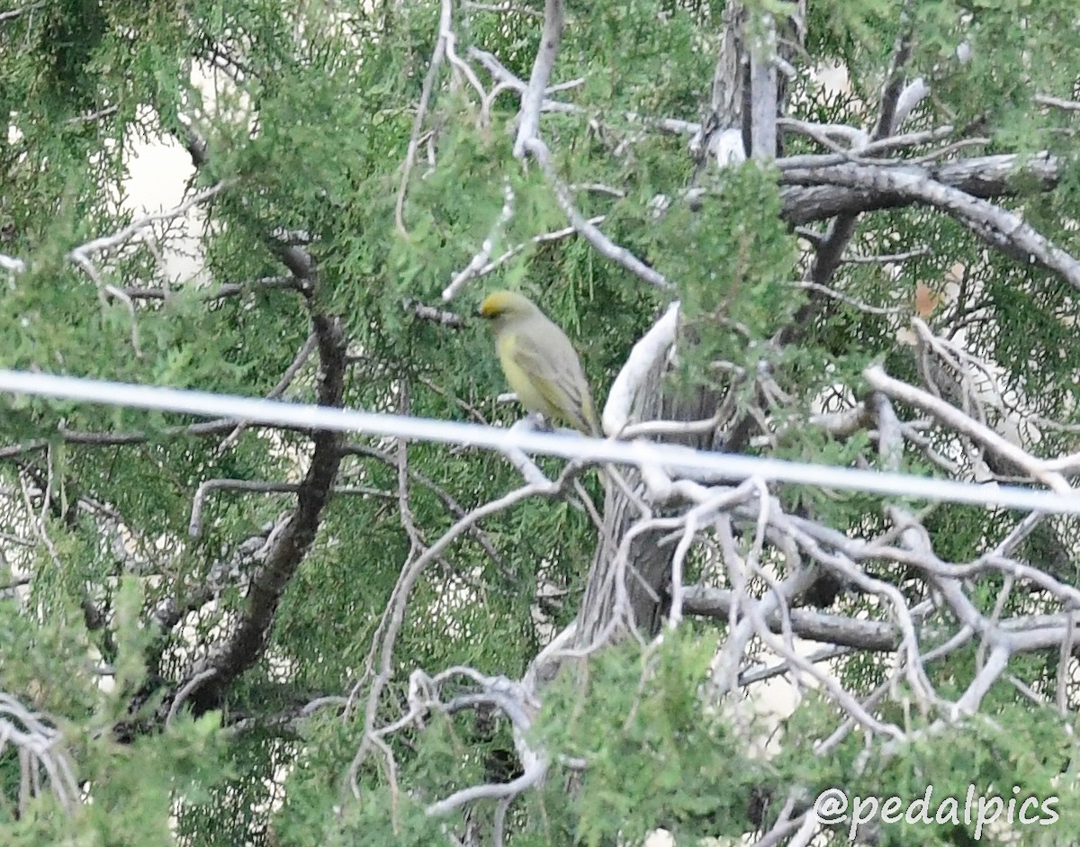 Hepatic Tanager - ML538104691