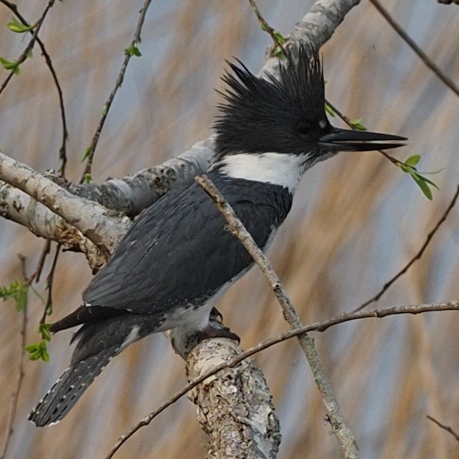 Belted Kingfisher - Milton Paul