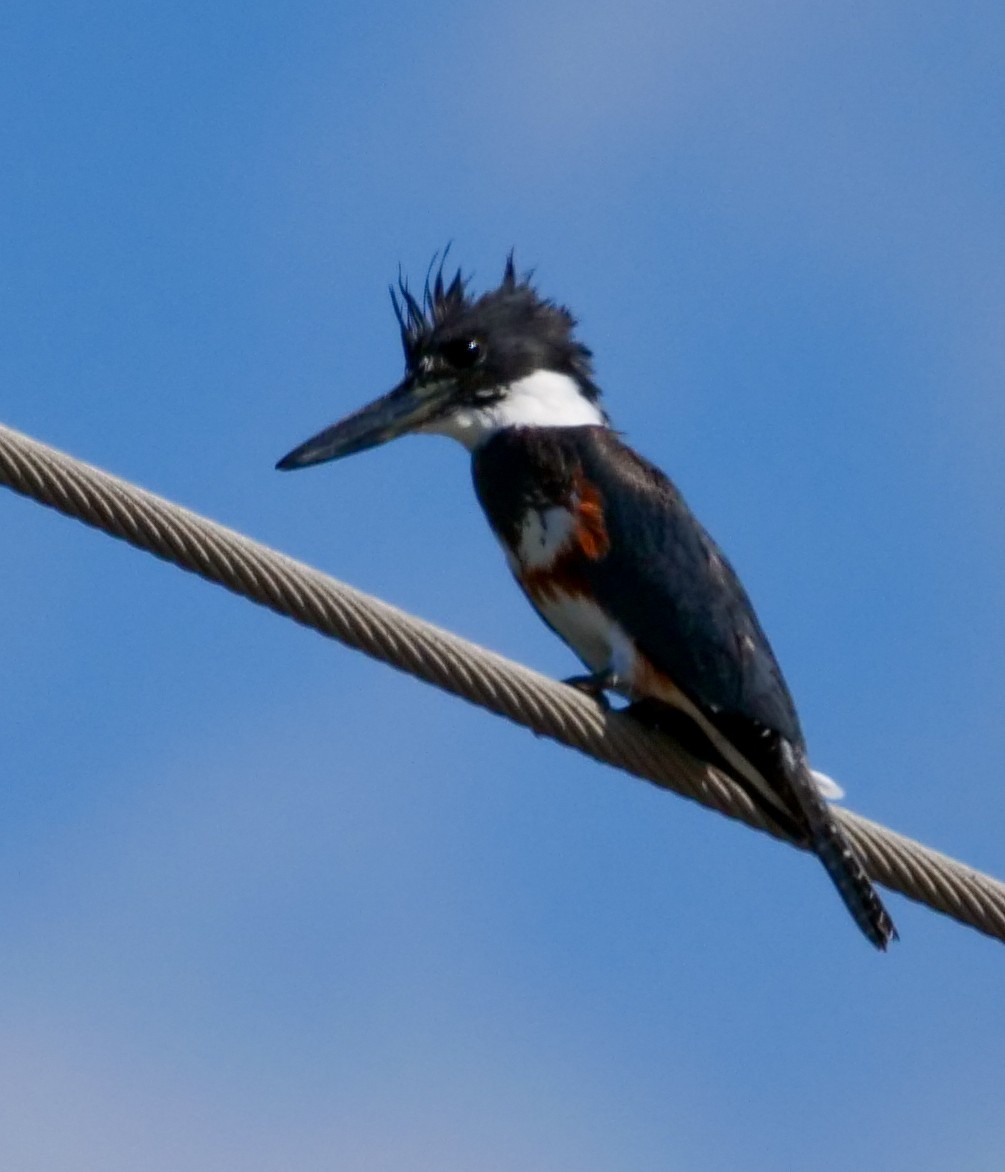 Belted Kingfisher - ML538105221