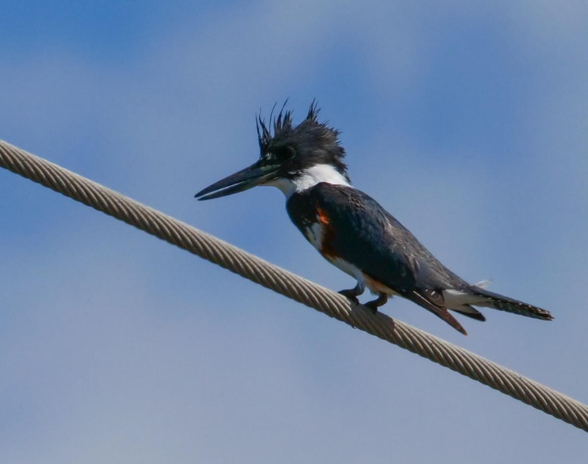 Belted Kingfisher - ML538105231