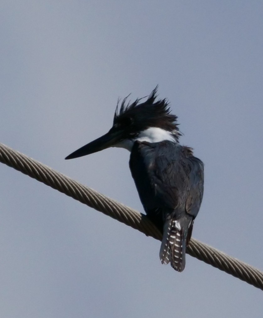 Belted Kingfisher - ML538105241